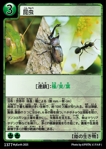 昆虫 カード