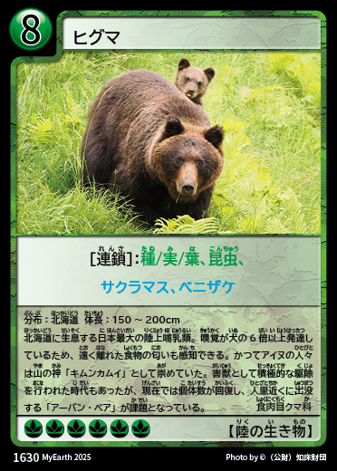 ヒグマ カード
